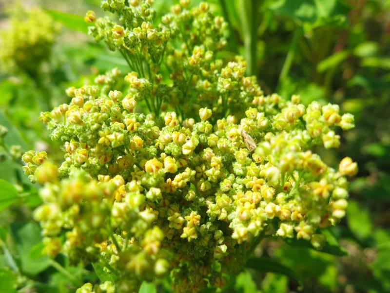 Chenopodium quinoa 3